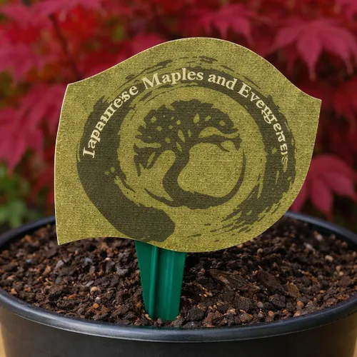 Miniatura 7 de Bloodgood Árbol de arce japonés rojo - Planta viva de 2 años - Acer palmatum 'Bloodgood' por - Japanese Maples and Evergreens