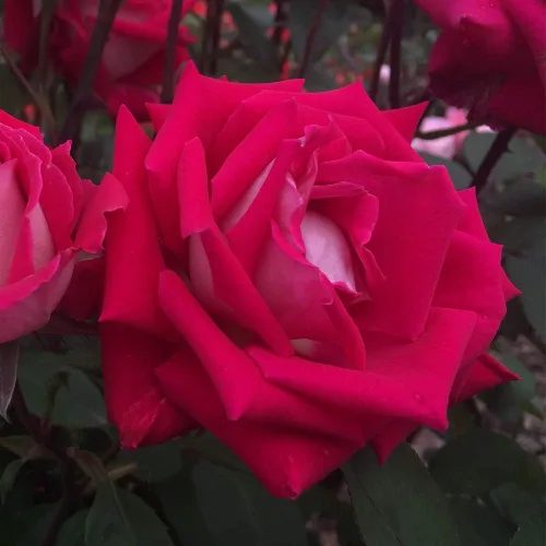 Miniatura 2 de Heirloom Roses Planta de rosas - Love - Rosa multicolor Grandiflora Planta viva para plantar al aire libre