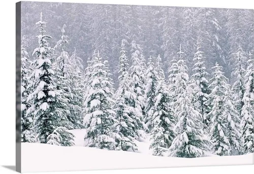 CANVAS ON DEMAND Lienzo de pinos cubiertos de nieve, arte de árbol escandinavo, decoración del hogar de esquí, fotografía de bosque de invierno, 24
