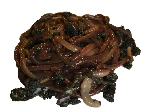 Miniatura 2 de Más de 250 lombrices de tierra Red Wiggler, orgánicas y criadas de forma sostenible