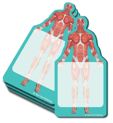 Miniatura 20 de Notas Adhesivas de Anatomía
