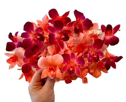 Miniatura 8 de Miami Fresh Orchid Flower OrchidClub USA Sunne Tropical Loose Bloom Head DIY Lei Food Drink Decor RED (50 rojo VALENTÍN)