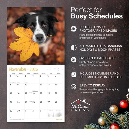 Miniatura 2 de MICASA PRESS Border Collies - Calendario de pared 2026 de 12 meses 12 x 24 pulgadas abierto Papel grueso y resistente Regalo Lindo