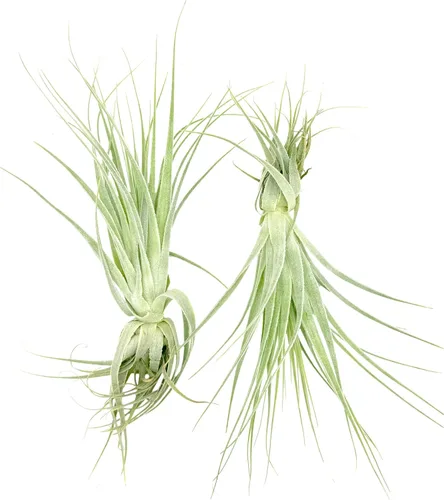 Miniatura 6 de Planta aérea viva - Tillandsia Gardneri 5-7" - ragnaroc Planta tropical de interior rara para coleccionistas - Llegada viva garantizada - Plantas