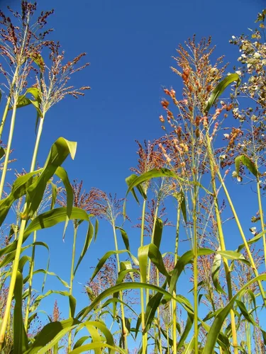 TomorrowSeeds - Semillas de maíz de escoba de colores arcoíris - Más de 125 unidades - para plantar sorgo bicolor colores mixtos multicolor