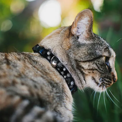 Miniatura 2 de Buckle-Down Breakaway - Collar de gato - Hojas de maceta/humo negro/gris/blanco