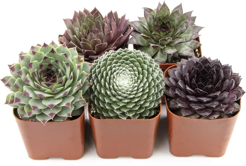 Miniatura 5 de Sempervivum - Plantas suculentas decorativas (5 unidades), plantas vivas de interior, plantas de interior vivas, regalos de jardinería para amantes