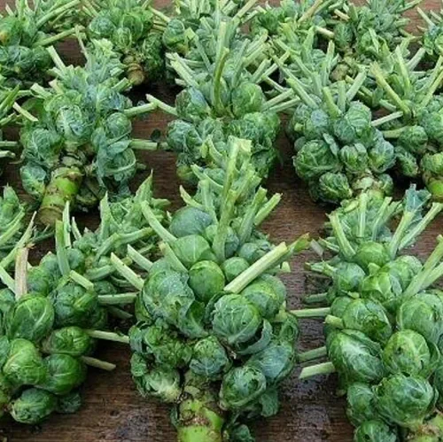 Catskill - Semillas de coles de Bruselas para plantar, paquetes de semillas de coles de Bruselas sin OMG con instrucciones para plantar y cultivar