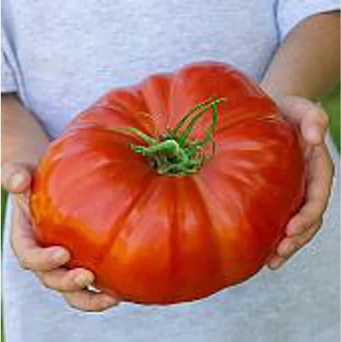 Semillas de huerto para plantar - Cultivar verduras tradicionales (tomate bistec)