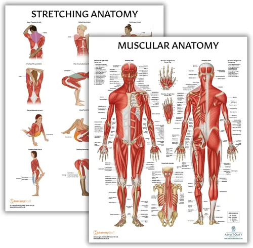 Miniatura 8 de Anatomy Lab Tabla anatómica del sistema muscular, laminado, 17.3 x 22.5 pulgadas, diagrama de los músculos, carteles médicos, póster del sistema
