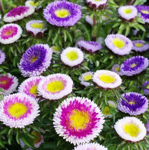Miniatura 5 de Semillas Aster Moon Mix Flores Anuales