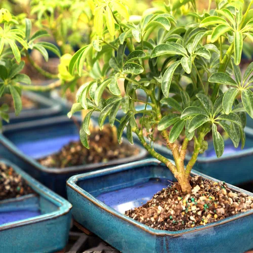 Miniatura 4 de Brussel's Bonsai Árbol Bonsái Hawaiano Umbrella Vivo - Mediano, 5 Años, 6 a 10 Pulgadas - Árbol Bonsái de Interior con Maceta de Agua para Bonsái