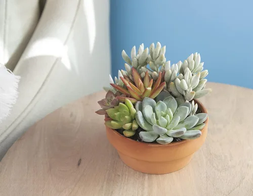 Miniatura 6 de Plants for Pets - Surtido de suculentas vivas en maceta de arcilla, jardinera para suculentas de jardín, regalos únicos de jardinería para amantes