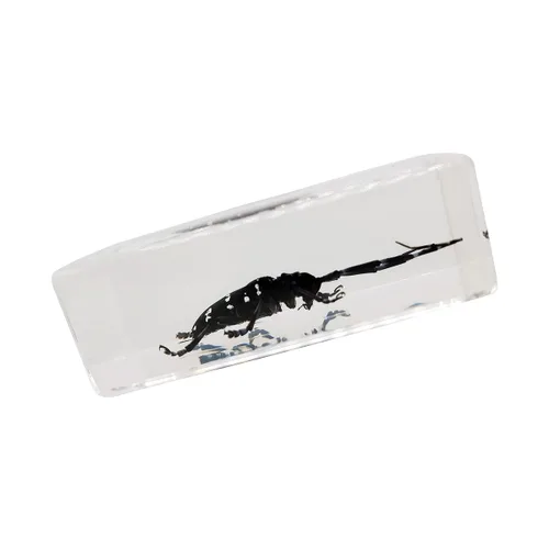 Miniatura 3 de Especímenes reales de insectos de escarabajo de cuernos largos en manualidades de pisapapapeles, colección de taxidermia de animales para educación