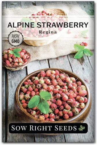 Sow Right Seeds - Semillas de fresa Regina Alpine para plantar - Paquete de reliquia sin OMG con instrucciones para plantar y cultivar un huerto