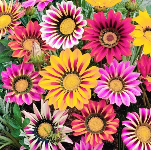 Miniatura 3 de 100 semillas de Gazania mezcla a rayas flores plantas de cobertura del suelo raras crecen fácilmente - PeavyTailor