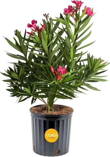 Miniatura 13 de Costa Farms Curcuma, planta viva de jengibre oculto en maceta de plástico, planta de interior con flores al aire libre, perfecta para decoración