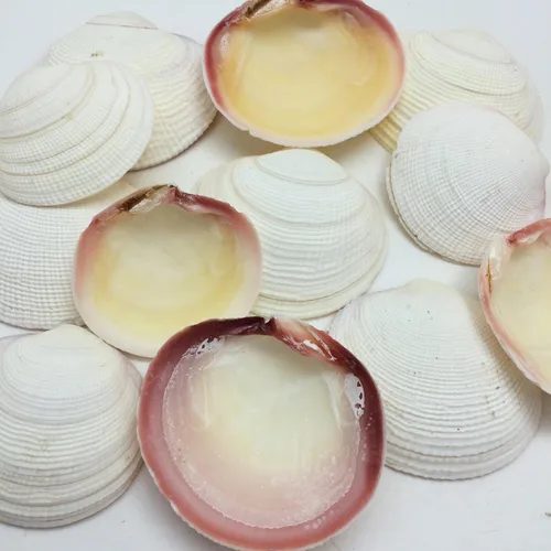 Miniatura 11 de Conchas marinas Pepperlonely, vieiras de diferentes tamaños