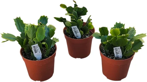 Live Holiday - Plantas de cactus navideñas, colección de cactus de Navidad en maceta de 4 pulgadas, variedades florecientes rosa, morado y naranja,