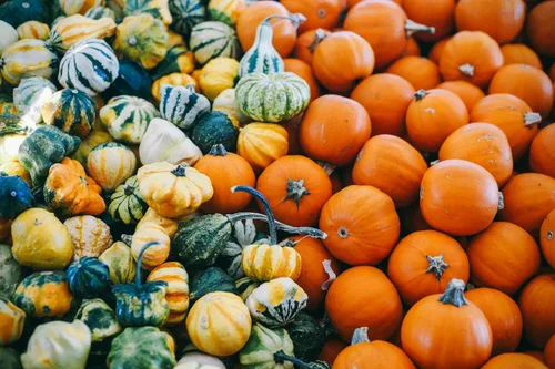 "Mini Magical Mix" - Semillas decorativas pequeñas de mezcla de calabaza y calabaza – Más de 10 pequeñas variedades decorativas de calabaza y