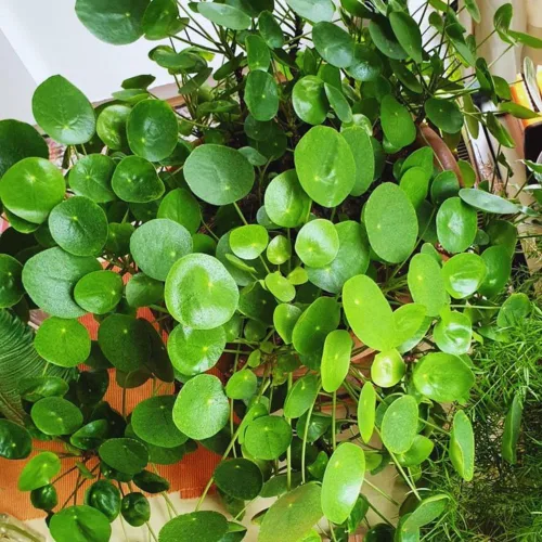 Miniatura 3 de 2 plantas de dinero vivas, de 5 a 6 pulgadas de largo, Pilea Peperomioides Planta viva para jardín, plantas vivas de dinero