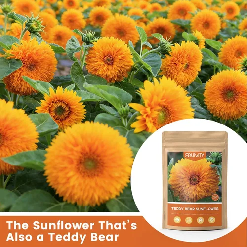 Miniatura 4 de Más de 1000 semillas de girasol para plantar, semillas de flores para plantar, variedad enana, jardines y bordes, fáciles de cultivar con alta tasa