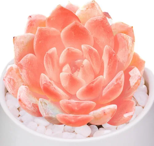 FWPP, plantas suculentas vivas raras Echeveria Little Beauty, mini rosa plantas vivas de 1 cabeza de 2 pulgadas, raíz desnuda sin tierra de maceta,
