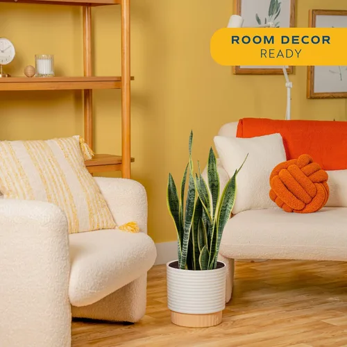Miniatura 2 de Costa Farms - Planta de la serpiente viva, sansevieria de fácil cuidado, maceta de decoración moderna en tierra, regalo para inauguración