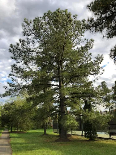 Miniatura 5 de Loblolly Pine Tree Semillas Premium Pinus taeda Plants'® (Premium Seeds, 100)