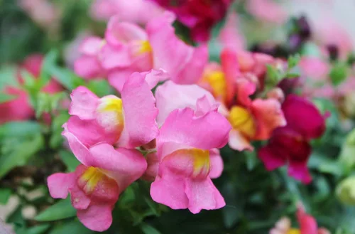 Miniatura 6 de Seeds Snapdragon Tall Pink
