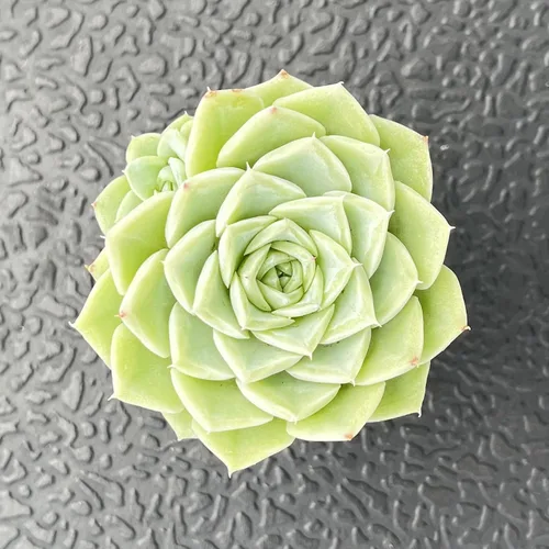 Miniatura 2 de Sprout N Green Echeveria 'Malgan' White Swan, maceta viva rara suculenta en maceta de 2 pulgadas, planta de casa real para recuerdos de fiesta