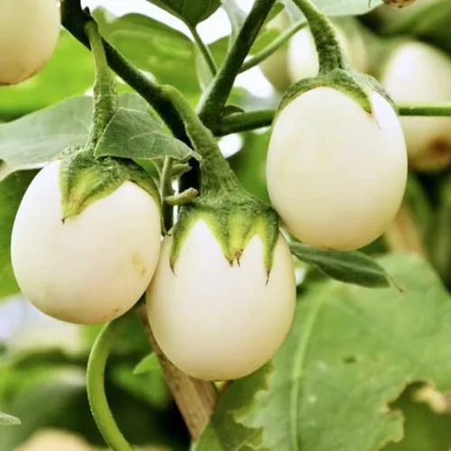 Miniatura 2 de 30 semillas de berenjena africana redonda blanca, Ca Phao Trang, semillas de berenjena blanca, adornos de plantación de jardín perenne, regalos