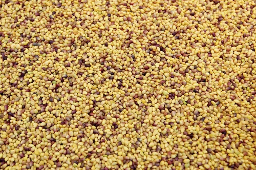 Miniatura 3 de Semillas de trébol rojo (25 libras) – Elige el tamaño. Semillas prémium de Willamette Valley, cultivadas en Oregon, sin rellenos, sin