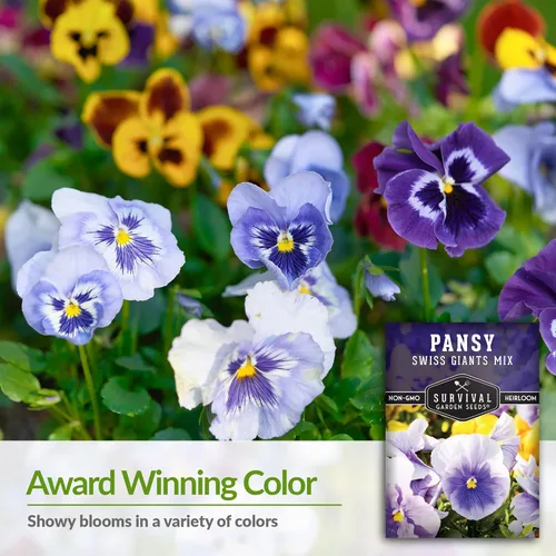 Miniatura 3 de Survival Garden Seeds - Semillas de pensamiento Swiss Giant Mix para plantar - Paquete con instrucciones para plantar y cultivar pensamientos