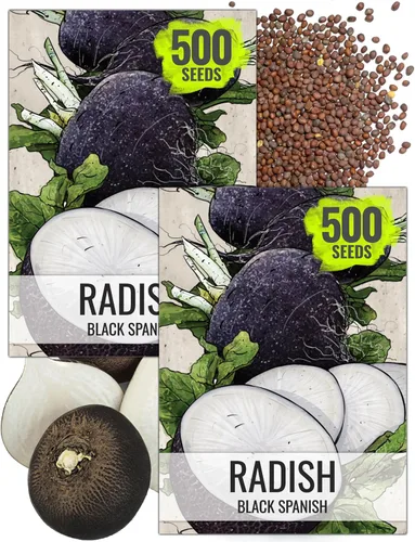 Miniatura 15 de Seed Needs Semillas de rábano para plantar rábanos sandía, reliquia sin OMG y sin tratar, cultiva un huerto cultivado en casa, cultivos para clima