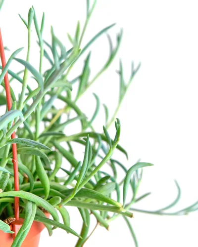 Miniatura 2 de Shop Succulents Cadena de Anzuelos Suculenta Colgante, Senecio Radicans Glauca, Planta Suculenta Viva de 6 Pulgadas Completamente Enraizada