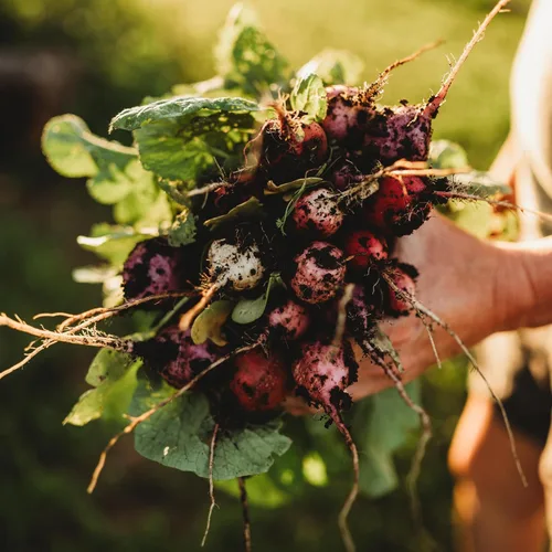 Miniatura 6 de Mezcla de rábano de huevo de Pascua - 150 semillas - Variedad de reliquia y polinizada abierta, fácil de cultivar y de crecimiento rápido, semillas