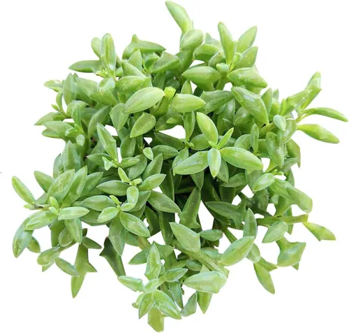 Miniatura 9 de Suculentas vivas de aloe brevifolia de 2 pulgadas de hojas cortas, suculentas con poca luz de 2 pulgadas, suculentas vivas y saludables, ideas