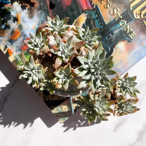 Dudleya Gnoma S.W.McCabe Plantas suculentas raras vivas, 5-7 cabezas de 3.5" Raíz desnuda sin maceta y tierra, decoración para jardín, interior,