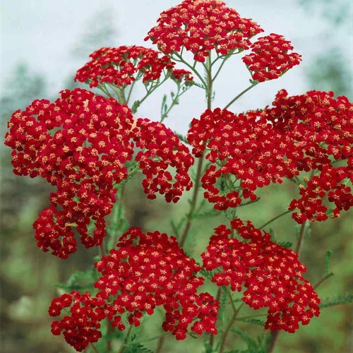 Miniatura 7 de Outsidepride Cerise Queen Yarrow Seeds – 10000 unidades. Semillas de flores perennes, versátiles, formadoras de grumos y tolerantes a la sequía