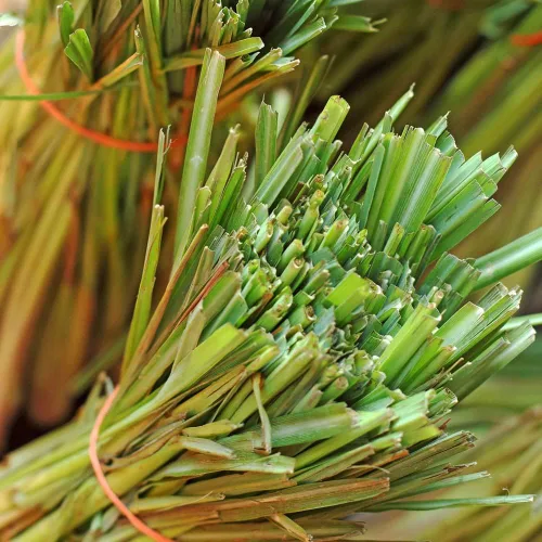 Miniatura 5 de Semillas Limoncillo Cymbopogon No GMO Heirloom