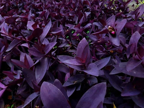 Tradescantia Pallida Purpurea Planta Purpurea con 5 esquejes Purple Heart Wandering Jew - Planta fácil de cultivar para interiores y exteriores