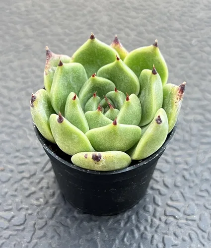 Miniatura 2 de Sprout N Green Echeveria Agavoides - Planta suculenta viva de Halloween, totalmente enraizada en maceta de 2 pulgadas con tierra, decoración de boda