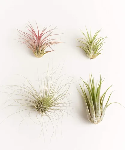 Shop Succulents | Colección variada | Variedad de especies, planta tropical de interior para decoración del hogar, terrarios DIY, paquete de 4