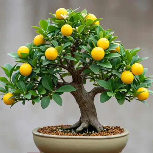Semillas de árbol bonsái de limón enano, 20 semillas, cultiva un delicioso árbol bonsái con fruta, ideal para jardinería en el hogar