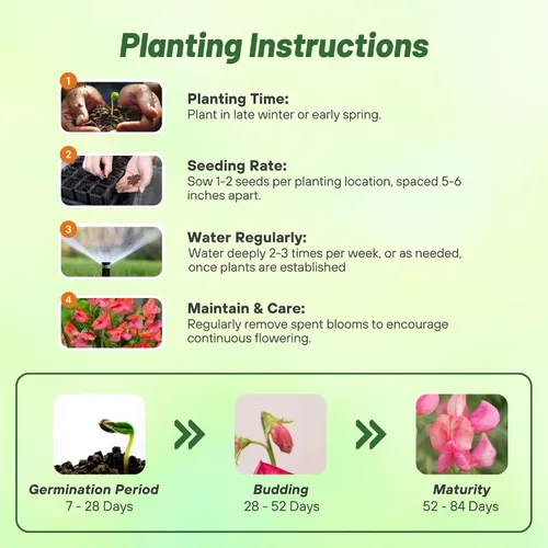 Miniatura 4 de Outsidepride Miss Wilmott Semillas de guisantes dulces – 100 piezas anuales, fáciles de cultivar, semillas de vid para plantar flores fragantes