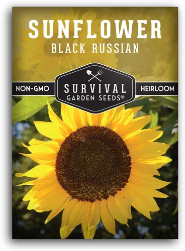 Paquete de 1 semilla de girasol ruso negro para plantar, paquete con instrucciones para cultivar flores para aceite o alimentación de aves en el