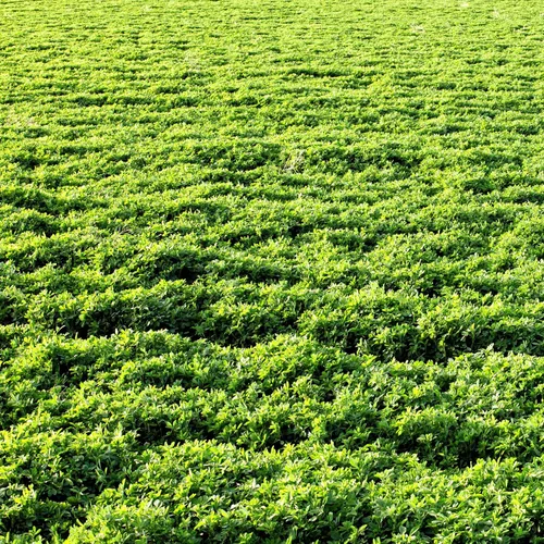 Miniatura 7 de Outsidepride Semillas de alfalfa perenne para plantar - 1 libra de alto rendimiento, nitrorevestidas, inoculadas, semillas de leguminosas de forraje