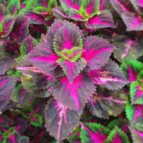 Miniatura 6 de 100 piezas de semillas de Coleus Rainbow Dragon para plantar, follaje vibrante, fácil de cultivar, planta perenne de sombra para jardín y macetas