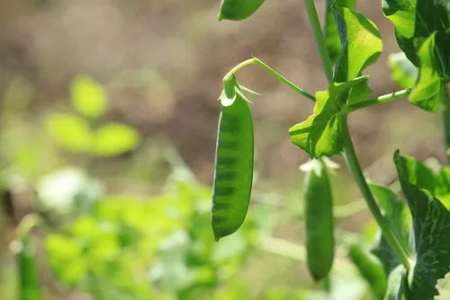 Miniatura 4 de Oregon Sugar Pod II - Semillas de guisante de nieve para plantar, más de 50 semillas tradicionales por paquete, semillas de jardín de Isla